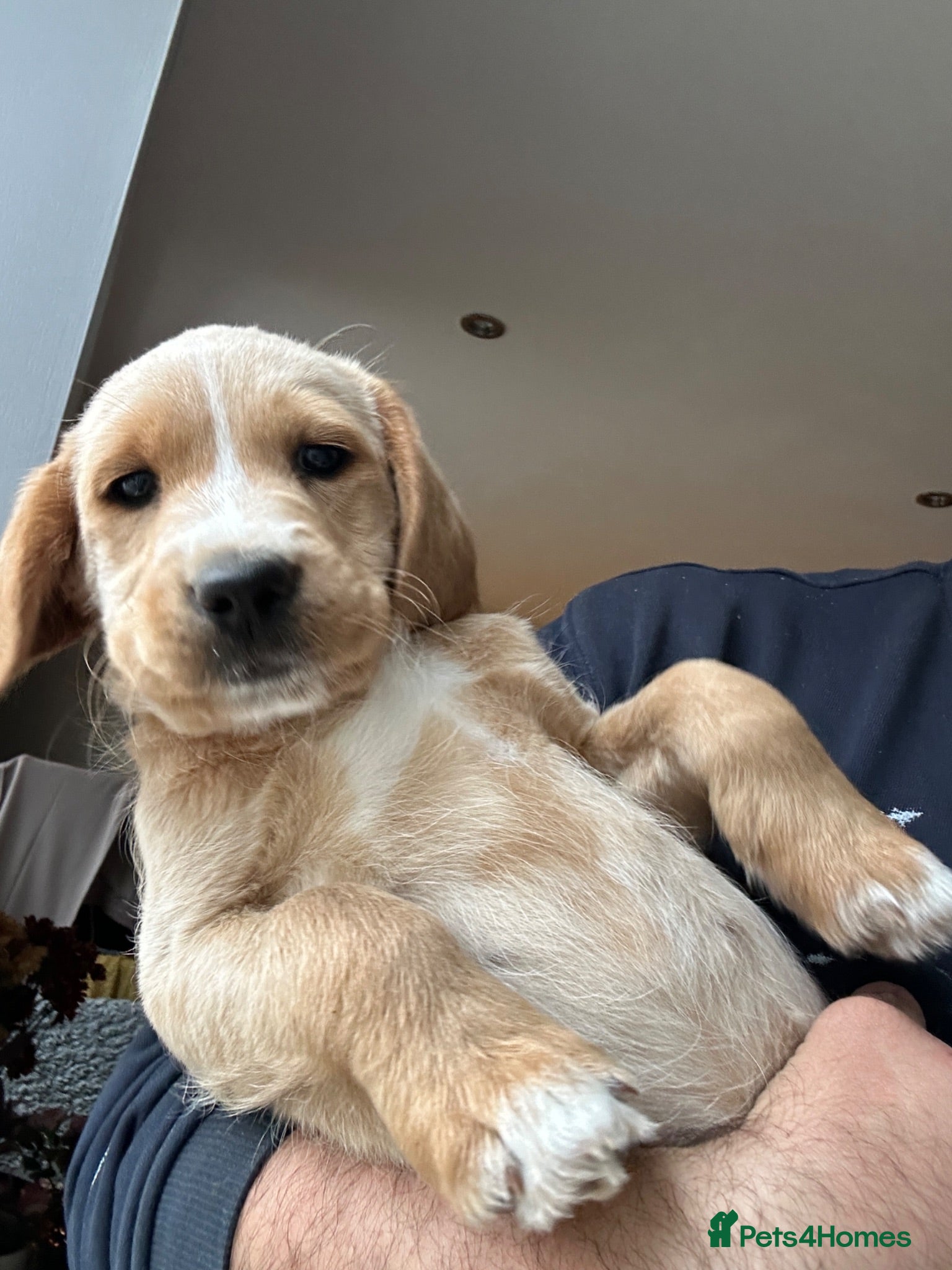 Labradoodle dogs 1 Female Labradoodle looking for her forever home  - Advert 14