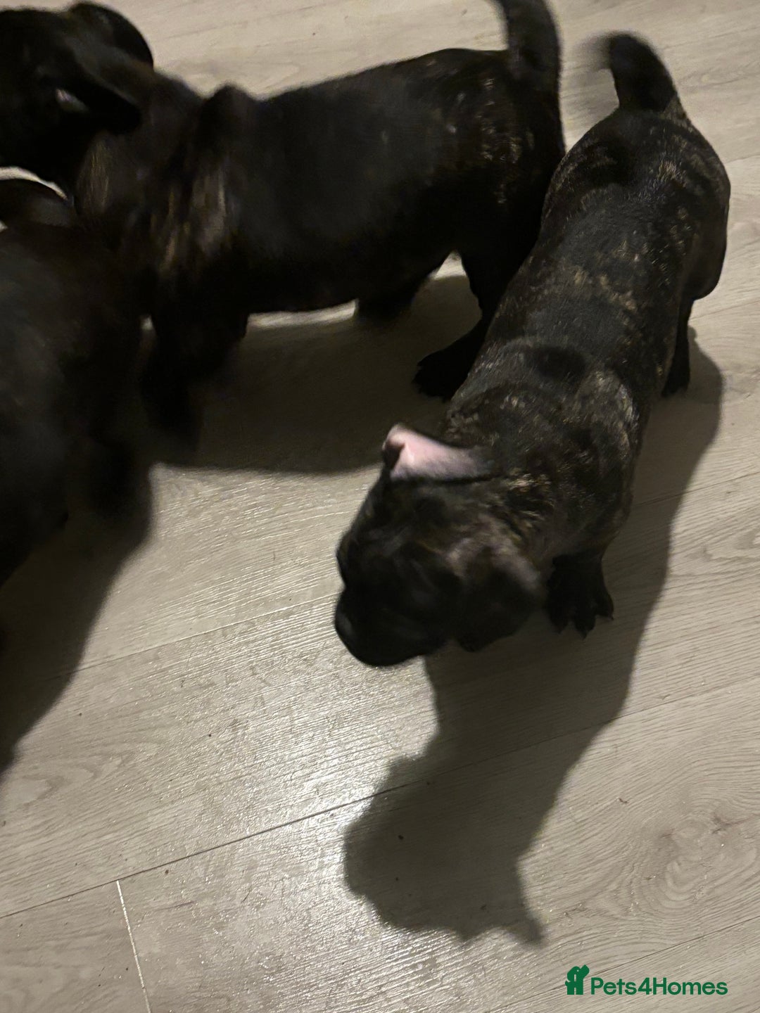 Frug dogs for sale: 2 Male Frugs left. Available now! - Advert 24
