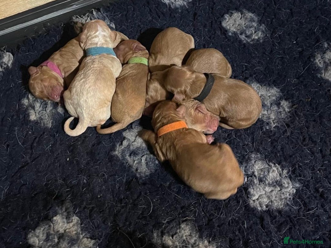 Miniature Poodle dogs for stud: Proven extensively health tested KC RED poodle in Swansea - Image 16