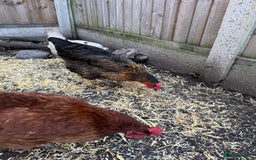 Chickens poultry for sale: Chickens for sale - Image 13