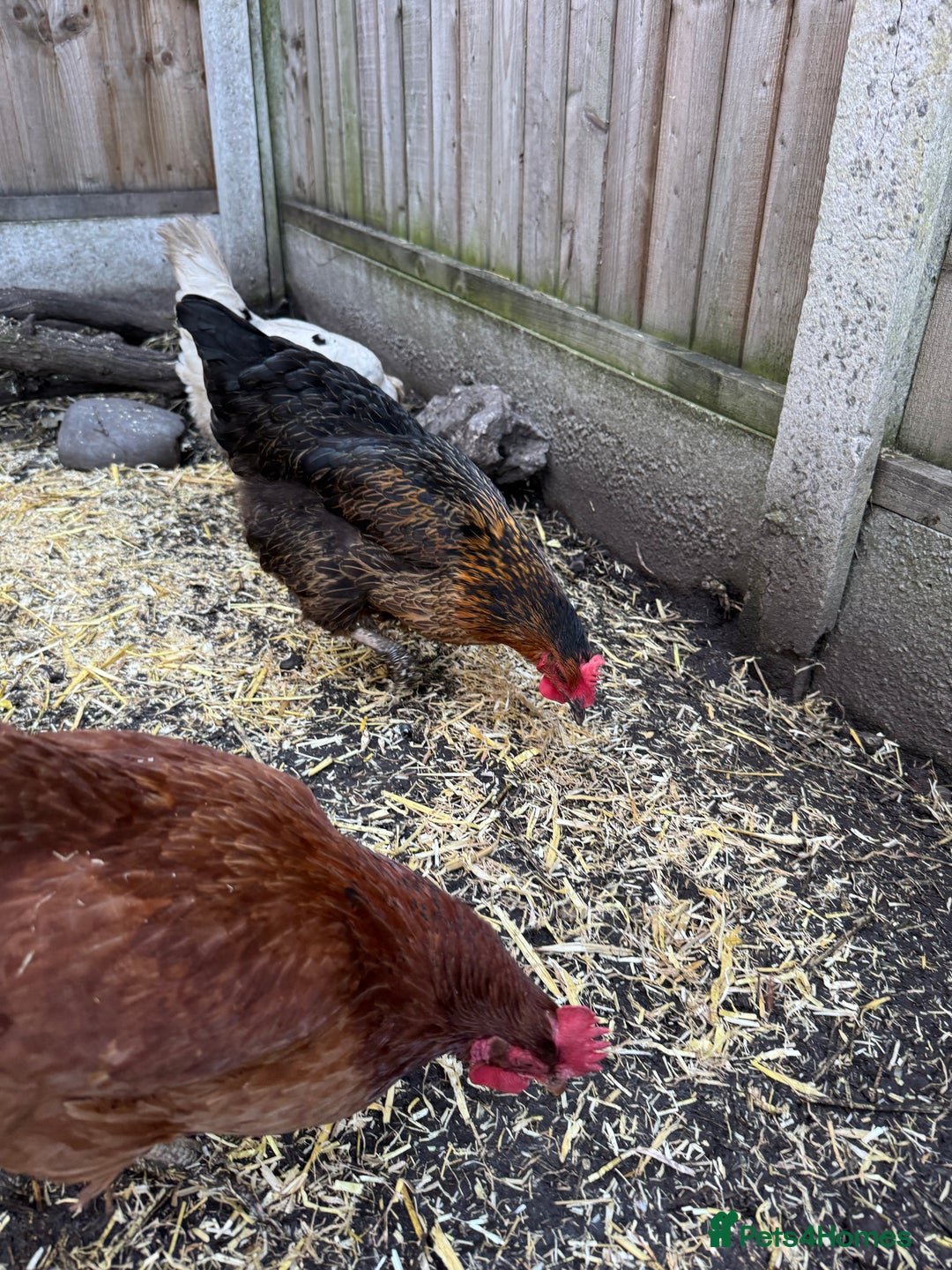 Chickens poultry for sale: Chickens for sale - Image 13