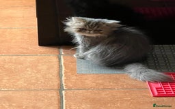 Persian cats for sale: Beautiful Persian Blue Tabby Kitten- Calm, Playful - Image 4