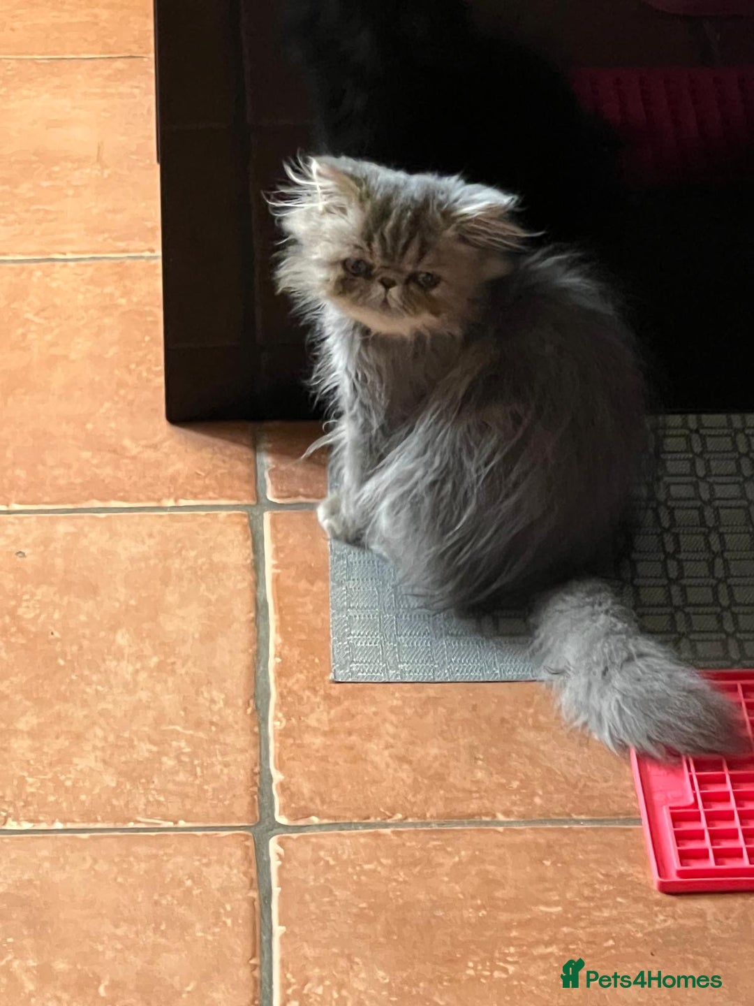 Persian cats for sale: Beautiful Persian Blue Tabby Kitten- Calm, Playful - Image 4