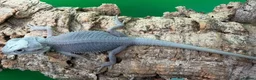 Bearded Dragon reptiles for sale: Zero bearded dragons and others  - Advert 13