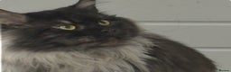 Maine Coon cats for stud: hudge boy black smoke - Advert 2