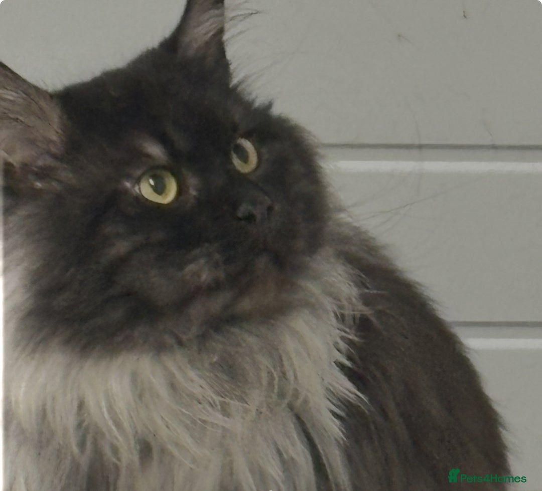 Maine Coon cats for stud: hudge boy black smoke - Advert 2