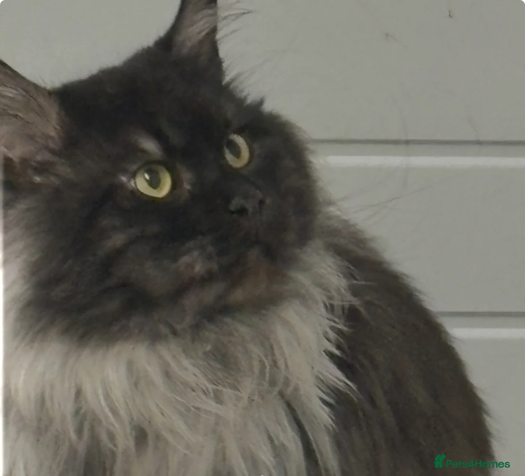 Maine Coon cats for stud: hudge boy black smoke - Advert 2