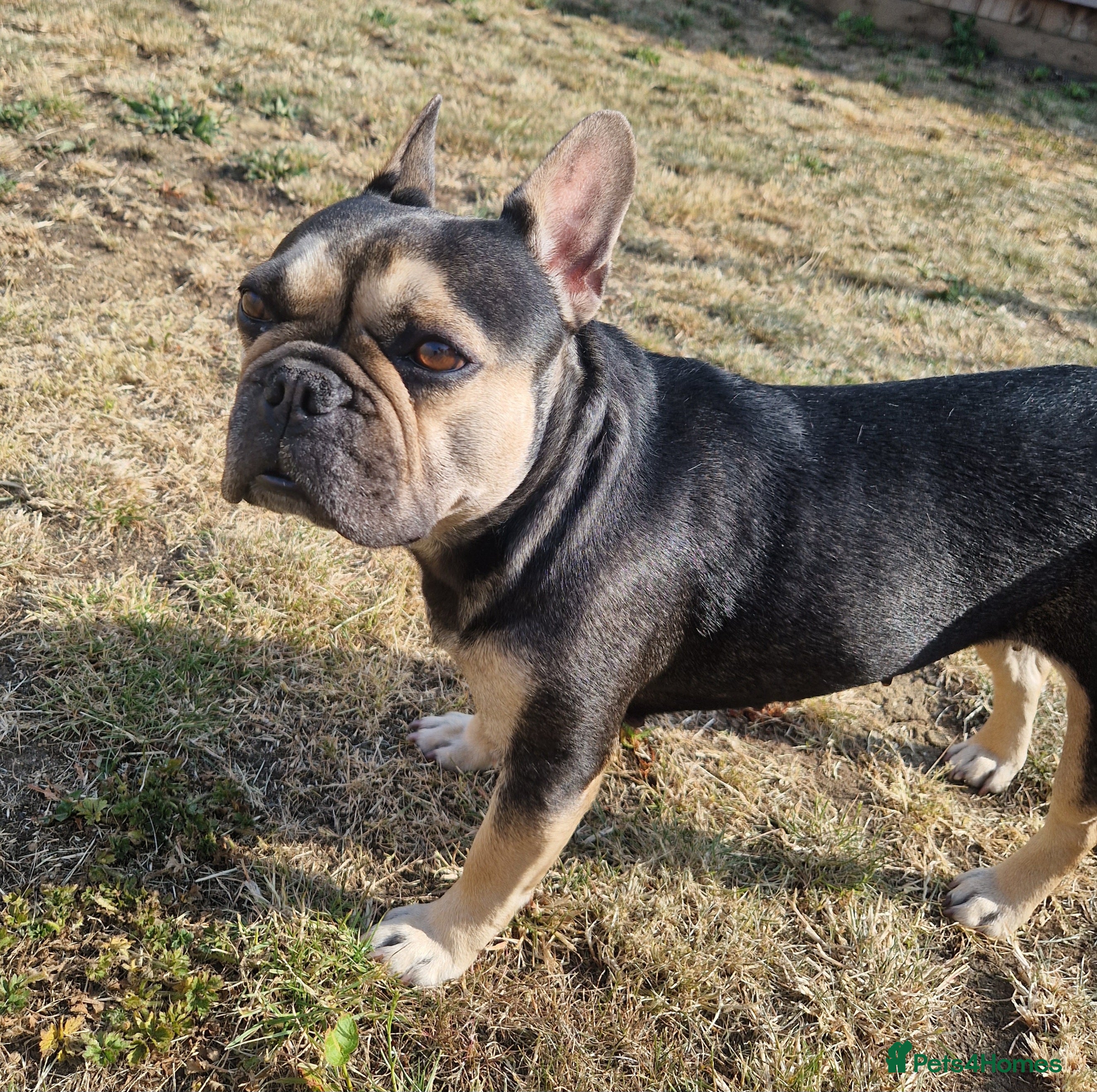 French Bulldog dogs Mum and son  - Advert 1