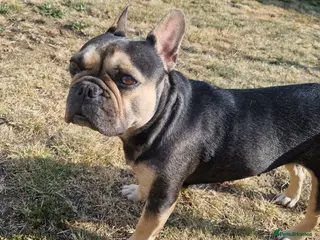 French Bulldog dogs Mum and son - Advert 18