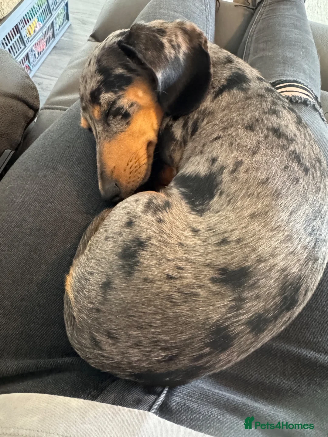 Miniature Dachshund dogs for sale: 7 month old female miniature dachshund  - Advert 3