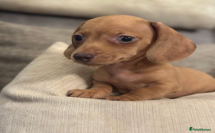 Miniature Dachshund dogs - Advert 3