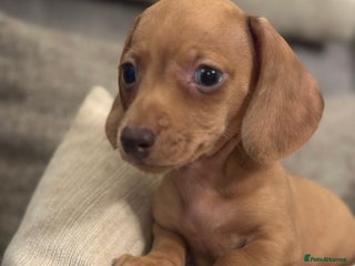 Miniature Dachshund dogs - Advert 3