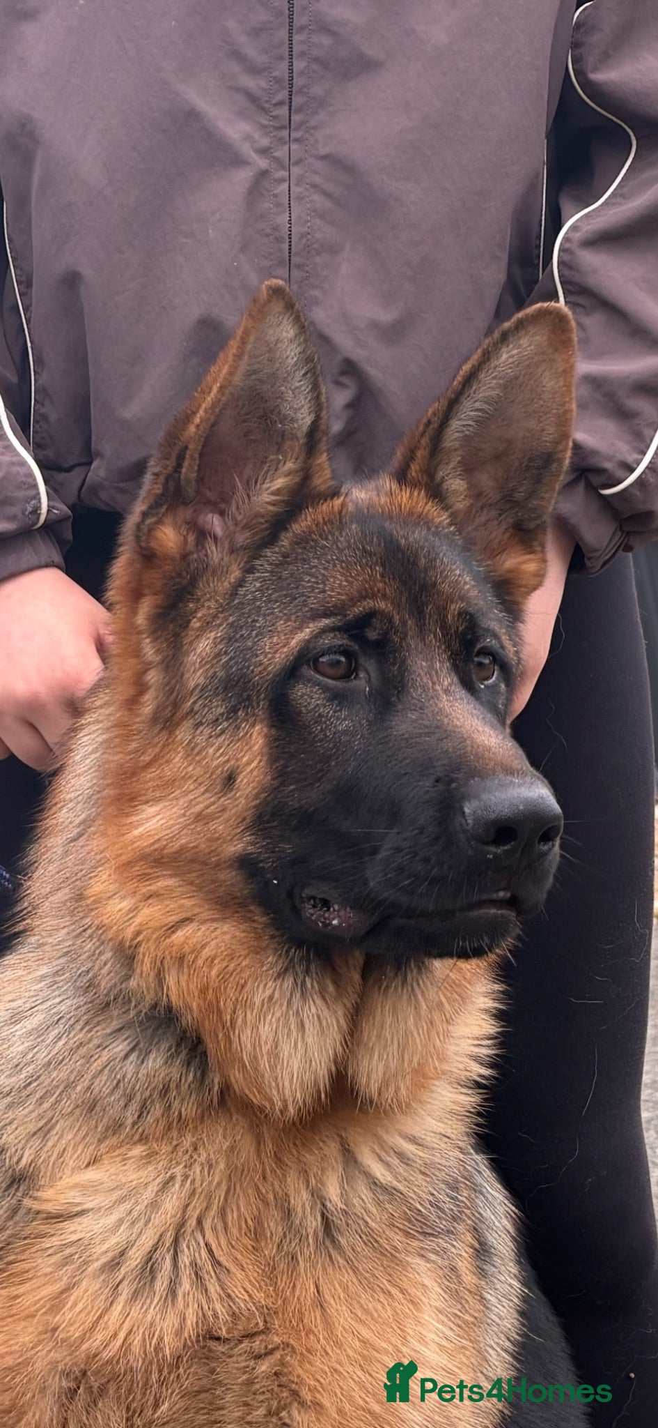 German Shepherd dogs *Very Handsome 6 month Male* - Advert 2