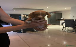 Miniature Dachshund dogs for sale: Dolly mixture dapple/piebald  - Image 25