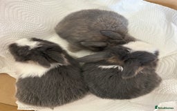 Mini Lop rabbits for sale: 3 beautiful mini lop rabbits for sale  - Image 4