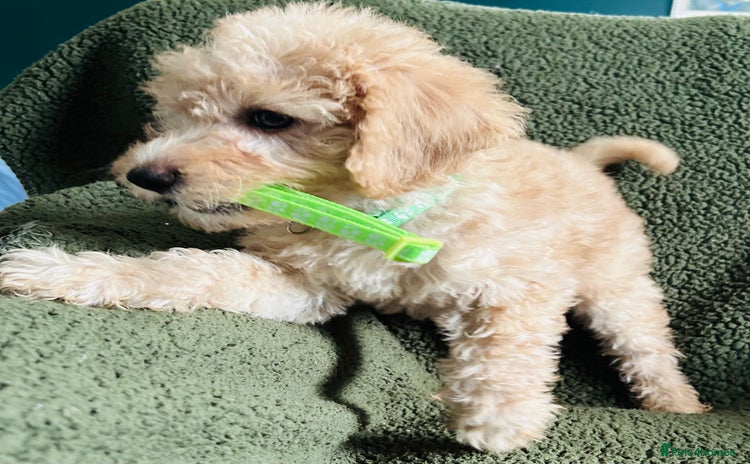 Labradoodle dogs for sale in Milton Keynes - Advert 1