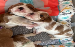 Cavalier King Charles Spaniel dogs for sale: Fully health tested CKCS 🐶💙🐾 - Image 29