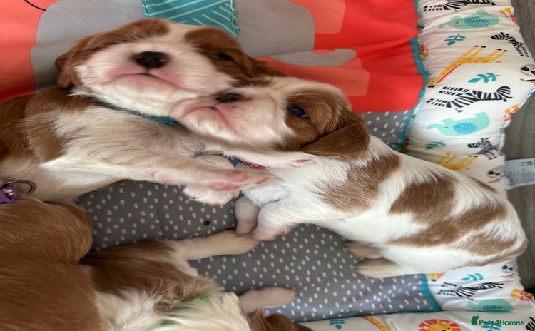 Cavalier King Charles Spaniel dogs - Advert 3