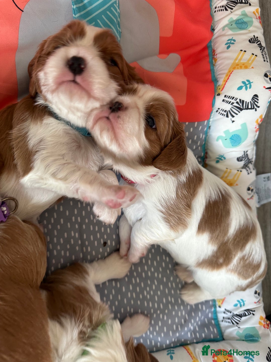 Cavalier King Charles Spaniel dogs for sale: Fully health tested CKCS 🐶💙🐾 - Image 29