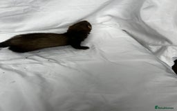 Ferret rodents for sale: Baby Ferrets - Image 31