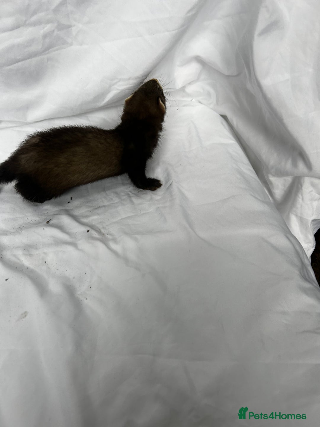 Ferret rodents for sale: Baby Ferrets - Image 31
