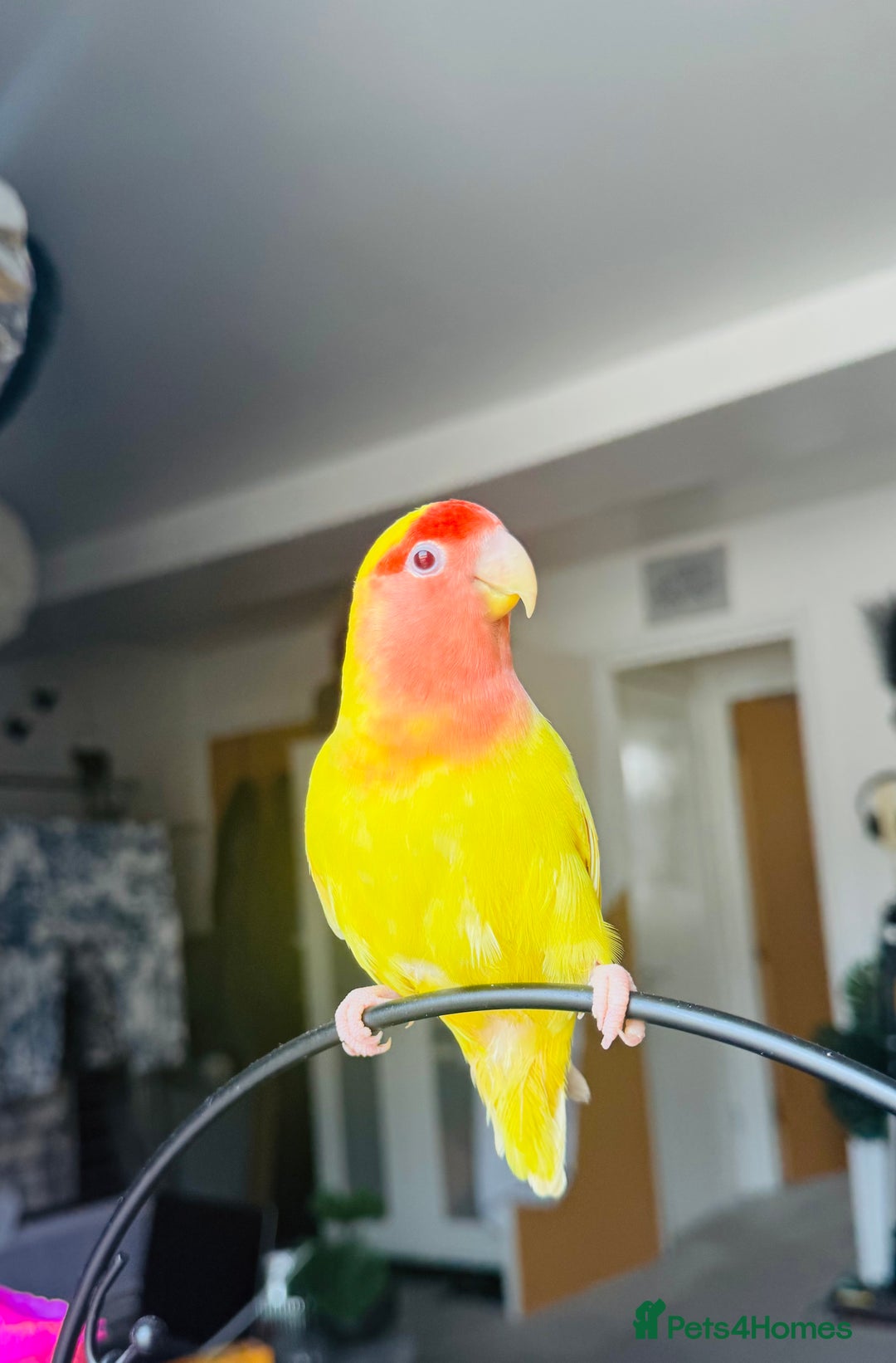 Lovebirds birds for sale: Sweet Tame Lovebird  - Advert 1