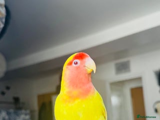 Lovebirds birds for sale: Sweet Tame Lovebird - Advert 2