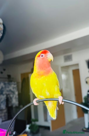 Lovebirds birds Sweet Tame Lovebird - Advert 1