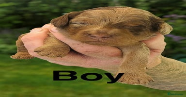 Cockapoo dogs - Advert 2