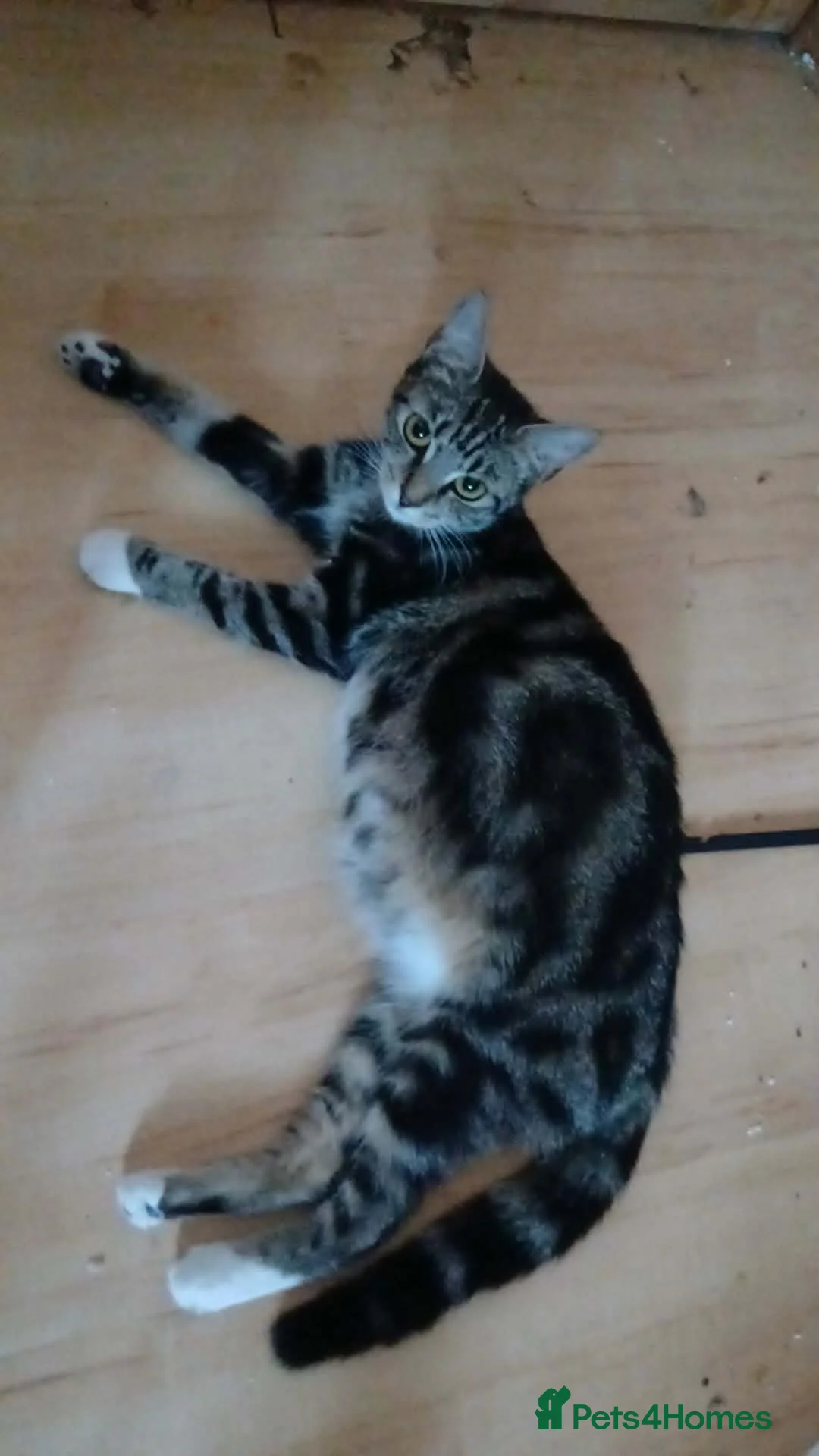 Mixed Breed cats for sale: 4 lovely kittens - Advert 1