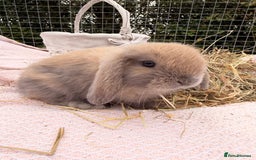 Mini Lop rabbits for sale: Pure mini lops, otters, grey, blue - Image 26
