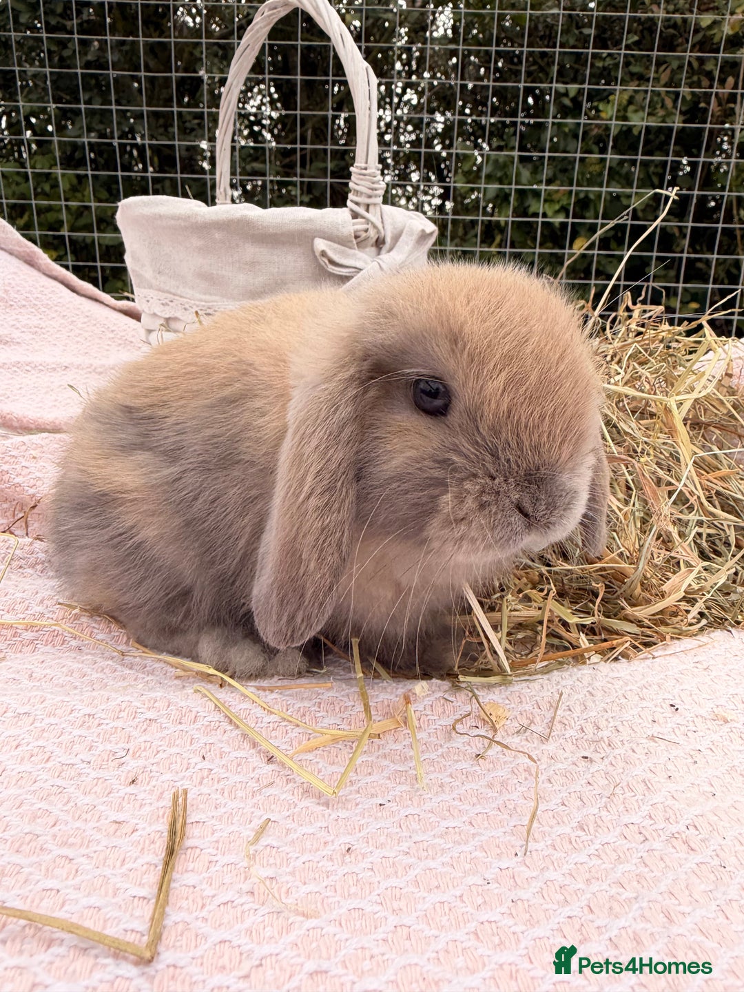 Mini Lop rabbits for sale: Pure mini lops, otters, grey, blue - Image 26