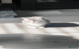 Mixed Breed cats for sale: 3 beautiful baby’s looking for their loving home  - Image 5
