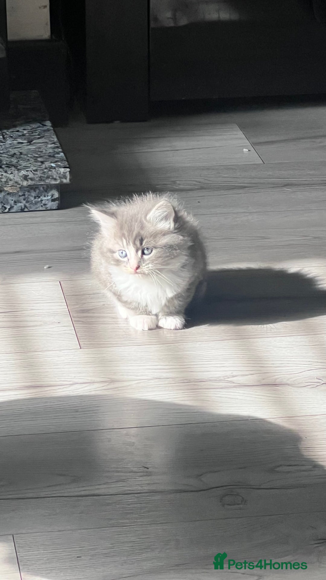 Mixed Breed cats for sale: 3 beautiful baby’s looking for their loving home  - Image 5