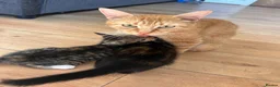 Mixed Breed cats for sale: Ragdoll x Siamese x Maine coon ready to leave  - Advert 2