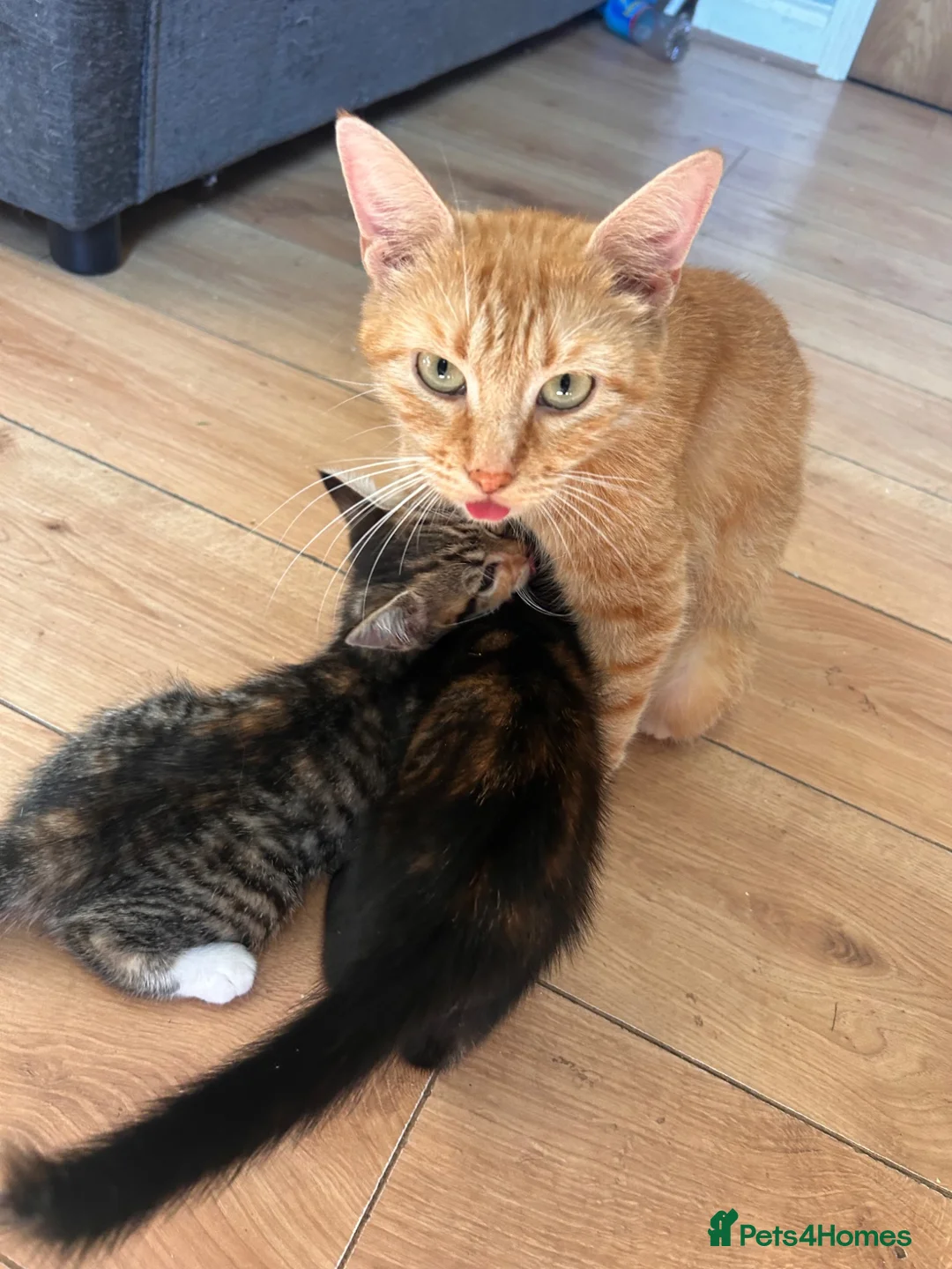 Mixed Breed cats for sale: Ragdoll x Siamese x Maine coon ready to leave  - Advert 2