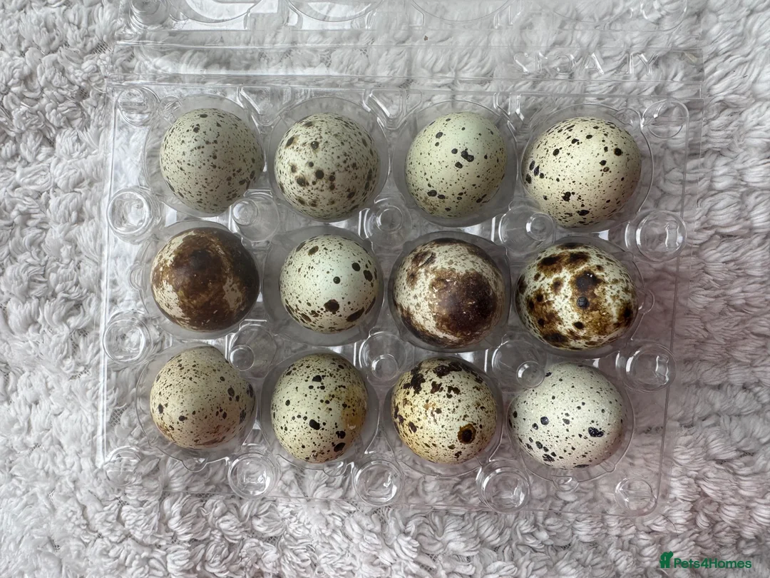 Quail poultry for sale: Coturnix Quail Hatching Eggs - Advert 2