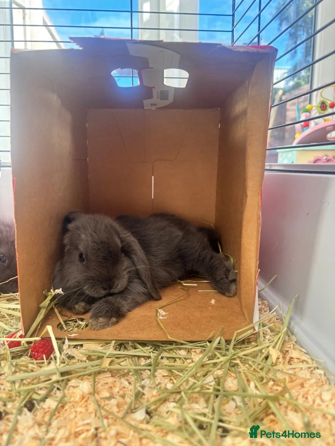 Mini Lop rabbits for sale: Male mini lop 10 weeks old  in Tadcaster - Advert 4