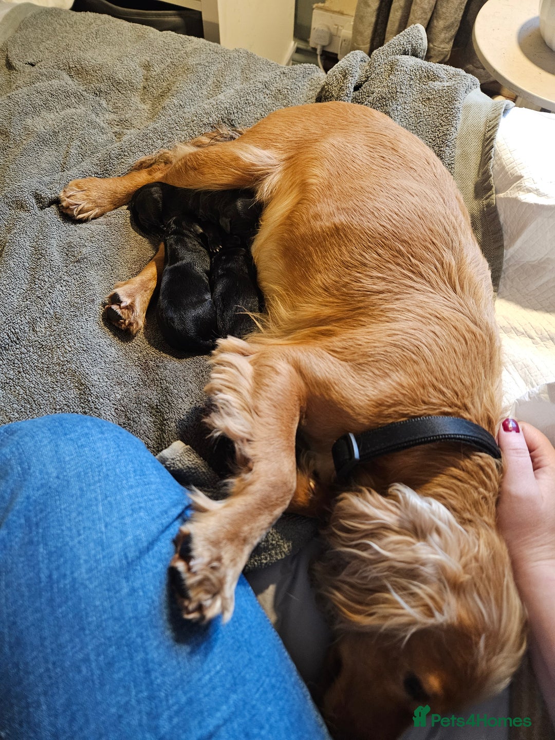 Mixed Breed dogs for sale: Cocker spaniel cross puppies - Image 18