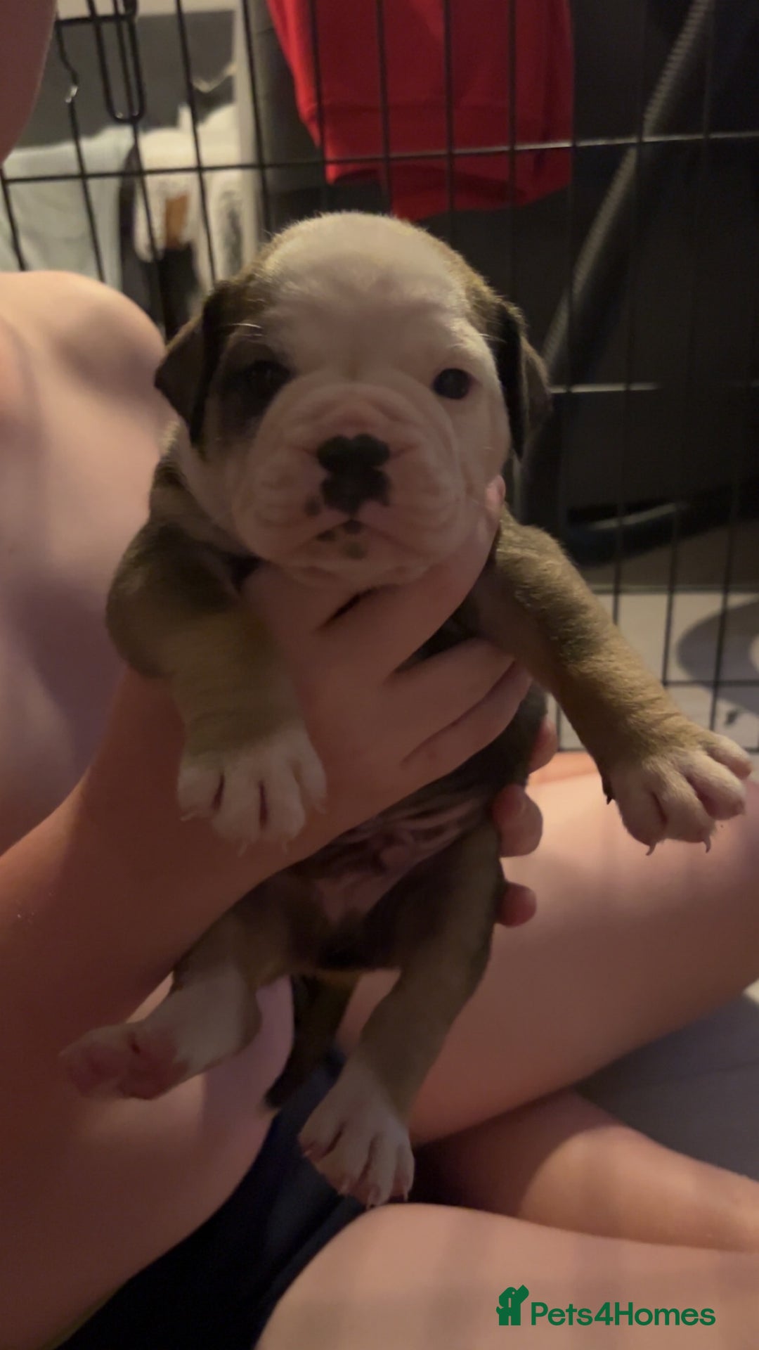 Mixed Breed dogs for sale: Gorgeous litter of puppy’s  - Image 3