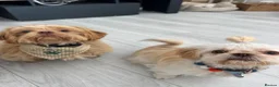 Shih Tzu dogs for sale: Prince and Toast Shih Tzu 8 months old  - Advert 15