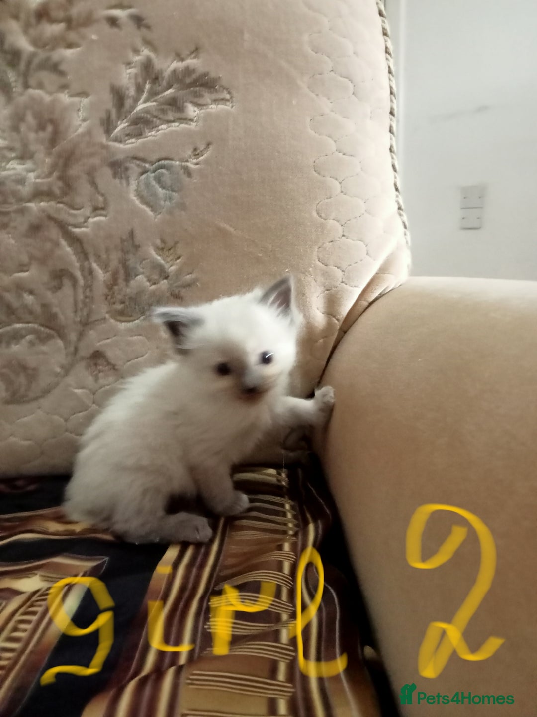 Ragdoll cats for sale: Ragdoll kittens  - Image 6