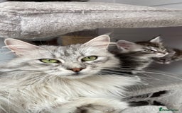 Maine Coon cats for sale: Pedigree registered Maine Coons - Image 28
