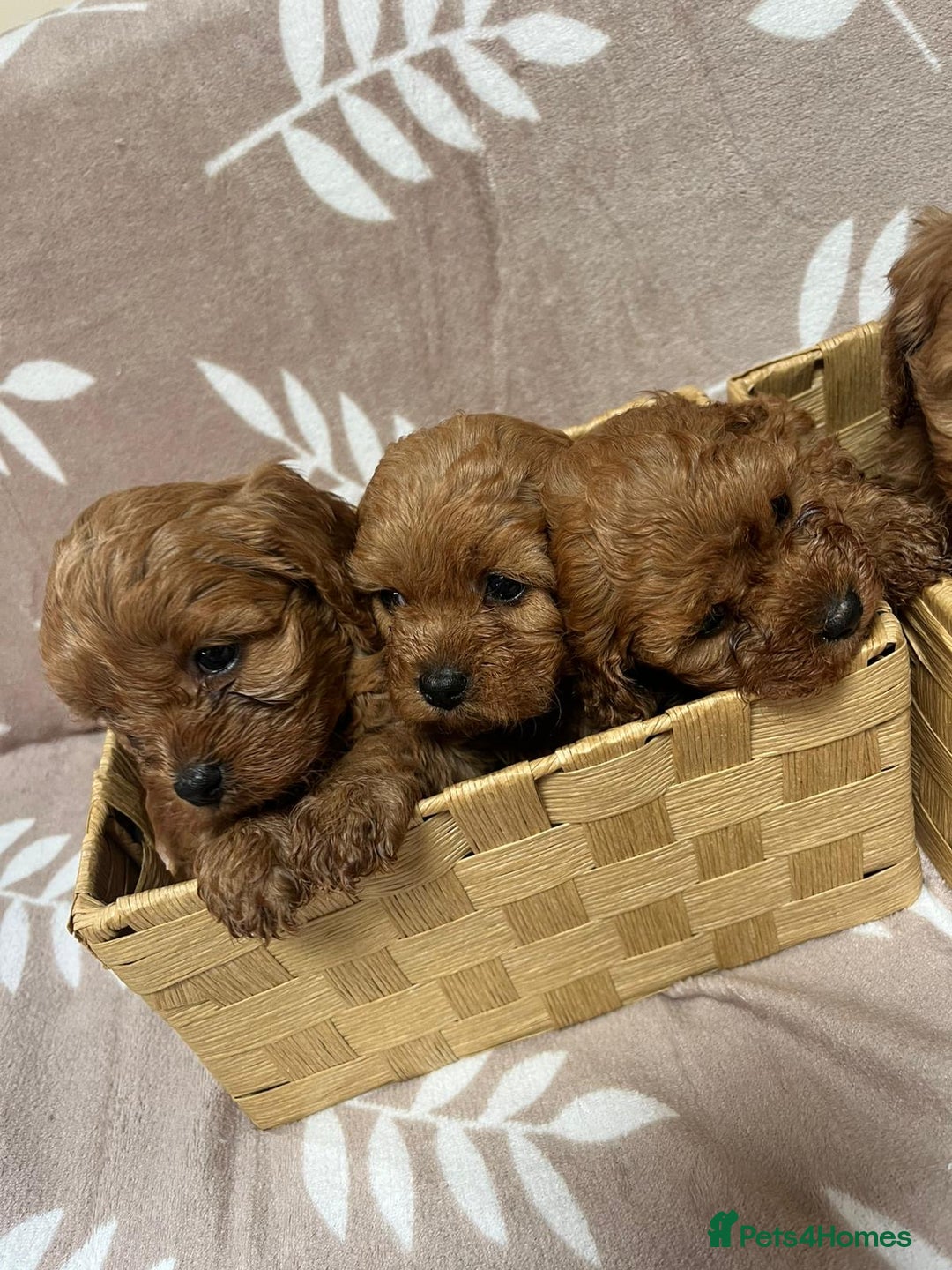 Cavapoo dogs for sale: Cavapoo Puppy’s - Image 8