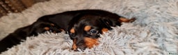 Miniature Dachshund dogs for sale: Extra miniature daschunds baby 🩷 - Advert 14
