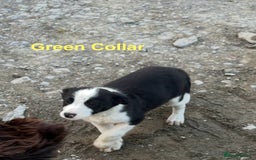 Border Collie dogs for sale: Gorgeous Border Collie pups - Image 5