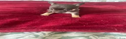 Chihuahua dogs for sale: Puppies for sale - Advert 13