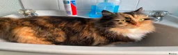 Munchkin cats for sale: Rare Munchkin Minuet (Persian Munchkin) Kittens  - Advert 14