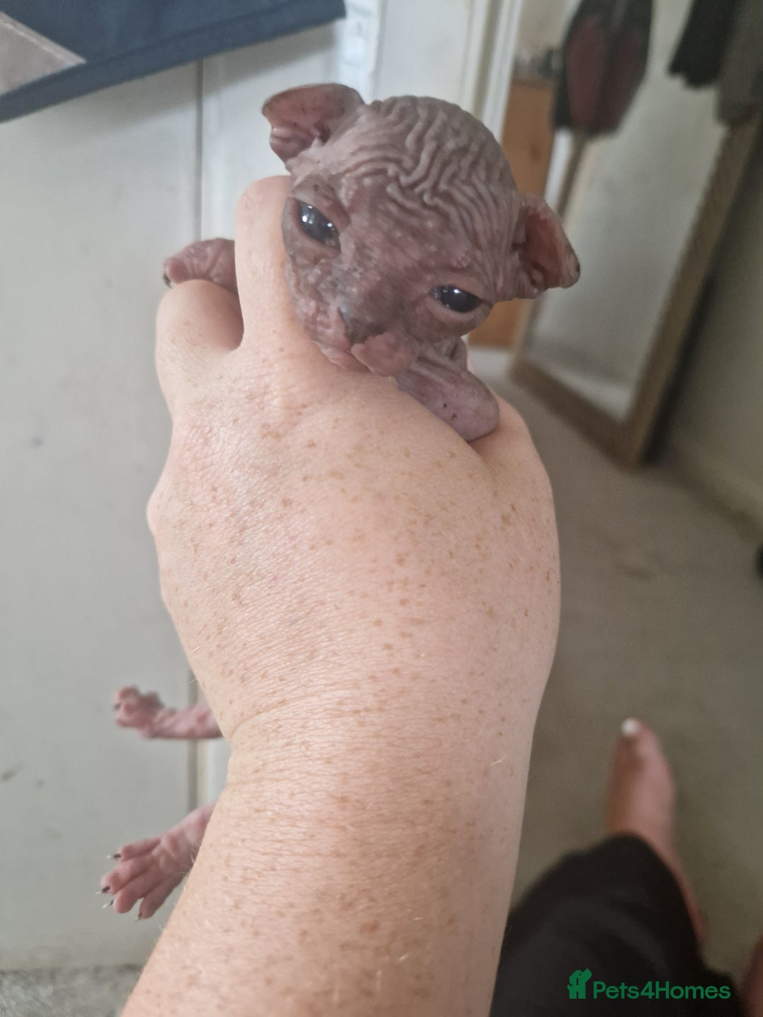 Sphynx cats for sale: 5 beautiful babies looking for forever families  - Image 2