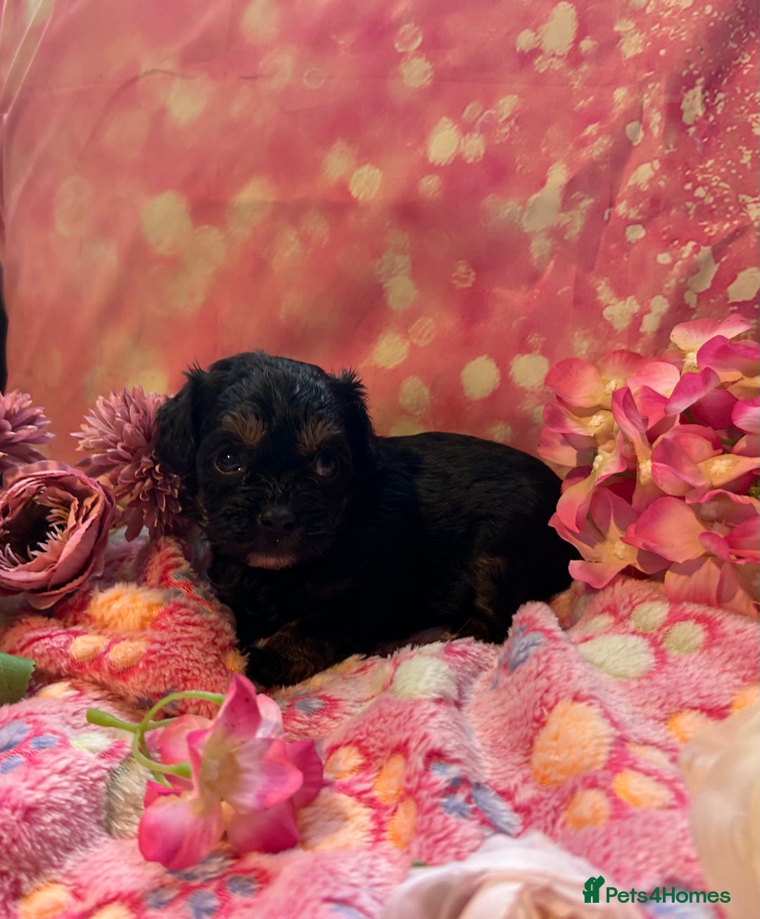 Cavapoo dogs for sale: F1 Cavapoo puppies 🐶  - Advert 11